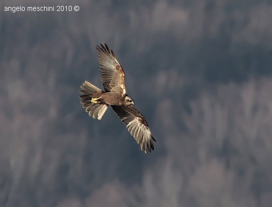 Falco di palude.